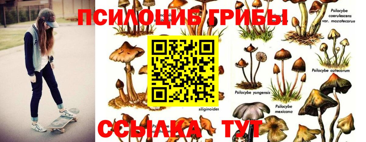 Галлюциногенные грибы Psilocybe Буйнакск